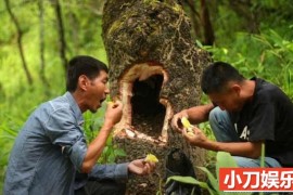 捅马蜂窝纪录片《马蜂猎人》第3季原版无字 1080P高清自媒体解说素材百度网盘下载