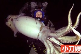 探索频道野生动物纪录片《与水怪同游 Swimming With Monsters: Steve Backshall》全4集中字 TS/蓝光高清纪录片百度网盘下载