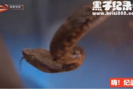 [探险圭亚那][3集][BBC][原声配音中文字幕]1080下载