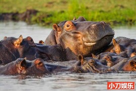 国家地理危险动物纪录片 《非洲最致命的动物 Africas Deadliest》第5季全3集 英语中英双字 纯净版 1080P/MKV/7.42G百度网盘下载
