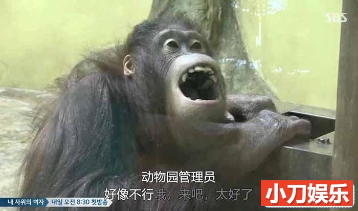 趣味动物行为纪录片《TV动物农场 短视频版》第8季中字 1080高清纪录片解说素材插图