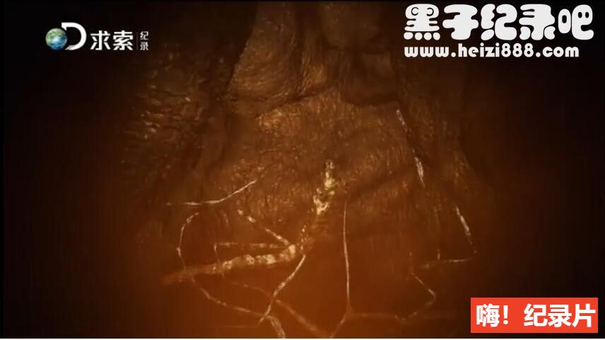 [绝对好奇][探索频道][两季 全31集][英语配音中文字幕]1080P纪录片下载