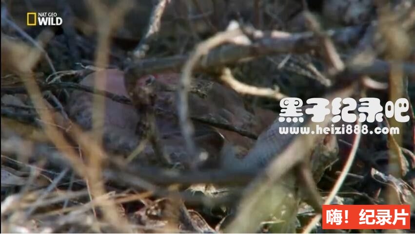 [毒蛇女王][1集][国家地理][国语配音无字幕]1080P下载