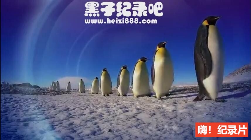 [企鹅群里有特务/卧底企鹅帮/企鹅卧底日记][1-2季全5集][中英双字]720P下载