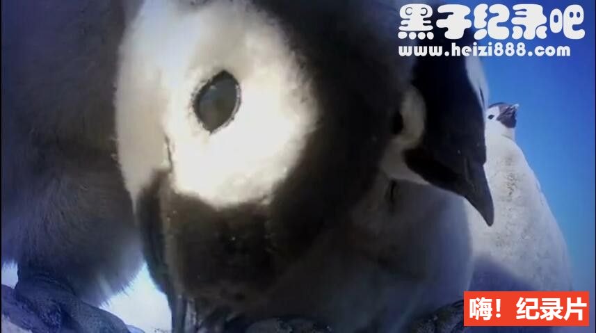 [企鹅群里有特务/卧底企鹅帮/企鹅卧底日记][1-2季全5集][中英双字]720P下载