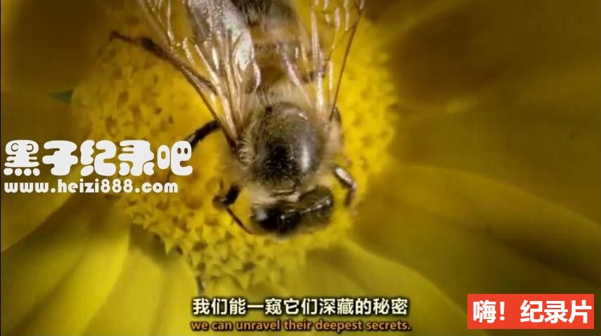 [植物王国/与大卫·爱登堡一起探索植物王国][3集+花絮][英语双字]1080P下载