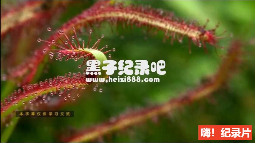 [植物王国/与大卫·爱登堡一起探索植物王国][3集+花絮][英语双字]1080P下载