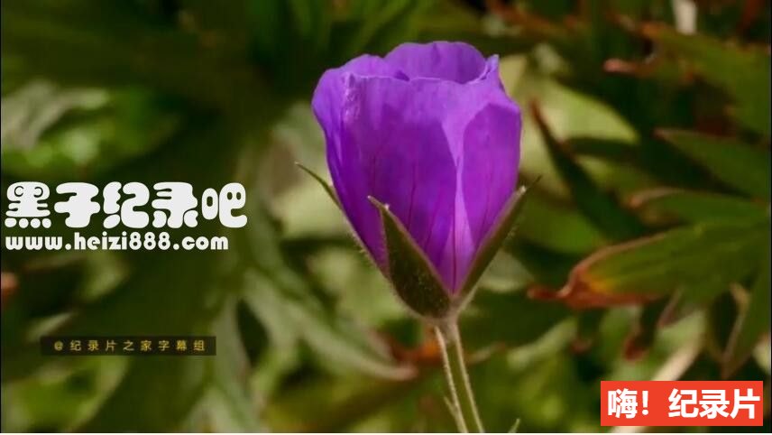 [植物王国/与大卫·爱登堡一起探索植物王国][3集+花絮][英语双字]1080P下载