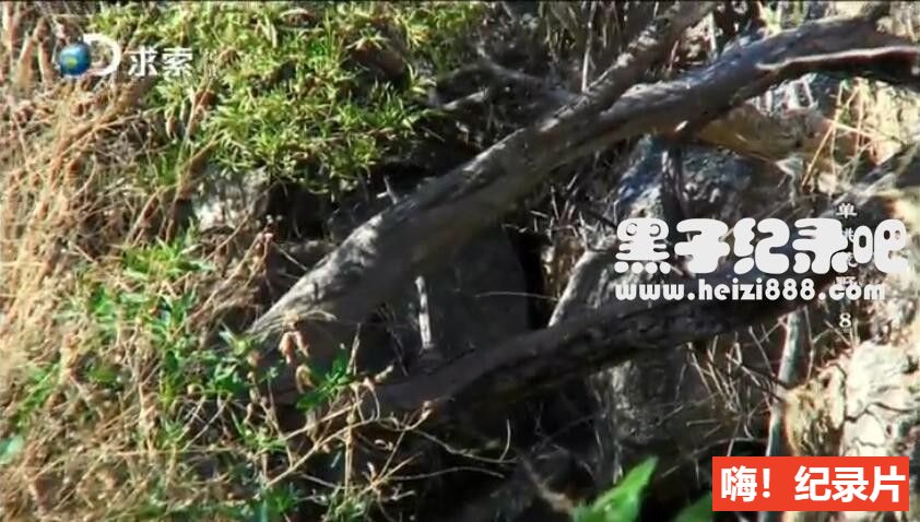 《单挑荒野》第一季 全9集 英语中字 1080P超清下载