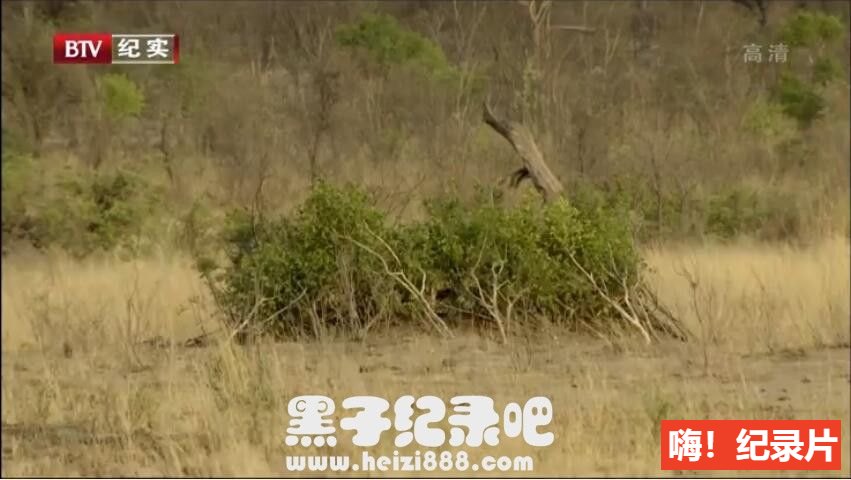 《那些部落教我的事》全5集 国语/英语配音中文字幕 720P/MKV高清下载